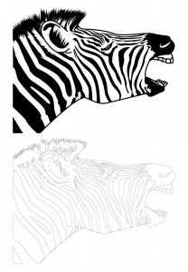 zebra_bray 